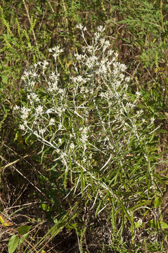 Image of rabbit-tobacco