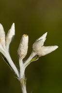 Imagem de Pseudognaphalium obtusifolium (L.) O. M. Hilliard & B. L. Burtt