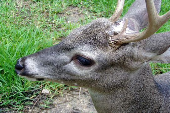 Image of White-tailed deer