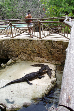 Image of American Crocodile