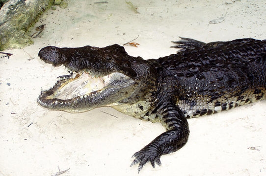 Imagem de Crocodylus acutus (Cuvier 1807)