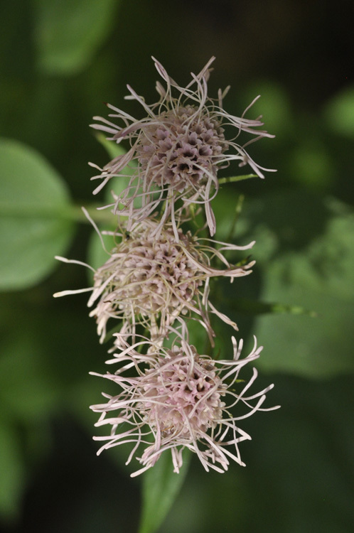 Plancia ëd Brickellia cordifolia Ell.