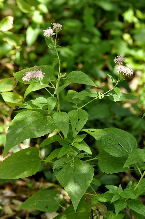 Plancia ëd Brickellia cordifolia Ell.