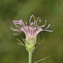 Plancia ëd Brickellia cordifolia Ell.