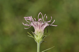 Plancia ëd Brickellia cordifolia Ell.