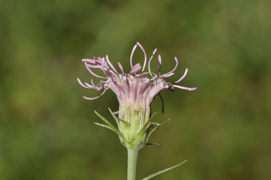 Image of Flyr's brickellbush