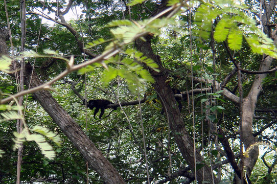 Image of Ecuadorian Mantled Howling Monkey