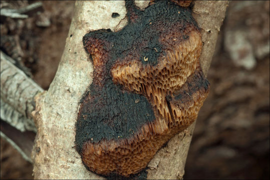 Image of Dichomitus campestris (Quél.) Domański & Orlicz 1966