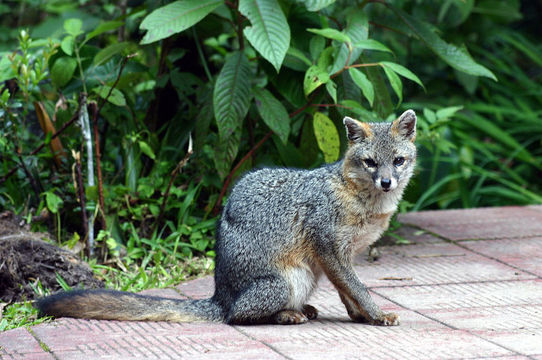 Image of gray fox