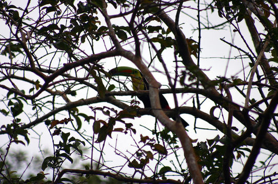 Image of Keel-billed Toucan