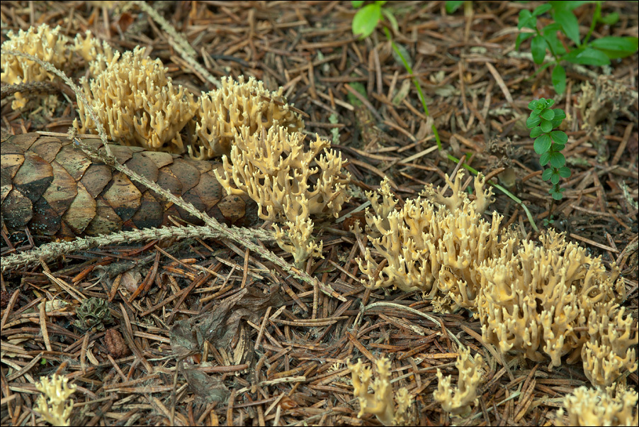 Image of <i>Ramaria abietina</i>