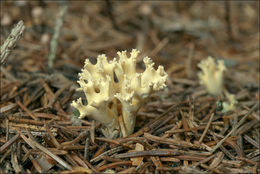 Image of <i>Ramaria abietina</i>