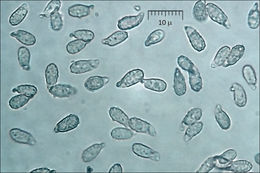 Image of <i>Ramaria abietina</i>