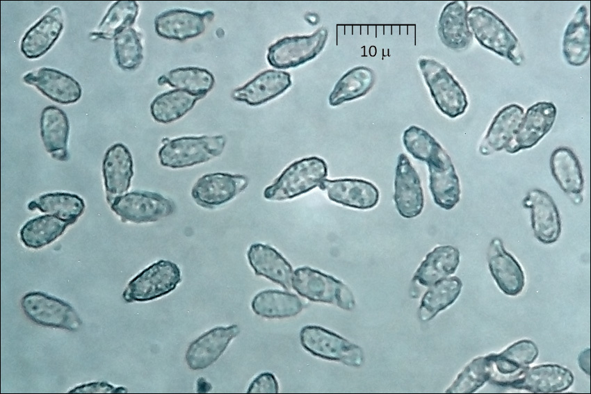 Image of <i>Ramaria abietina</i>