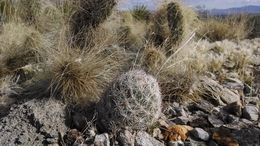 Image of <i>Coryphantha chlorantha</i>
