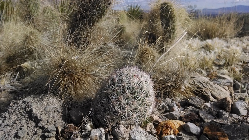 Image of <i>Coryphantha chlorantha</i>
