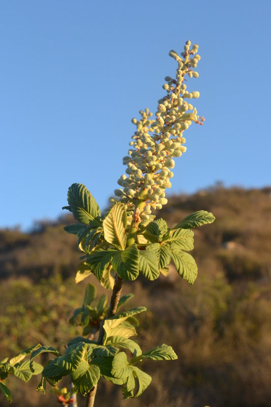 Sivun Aesculus parryi A. Gray kuva