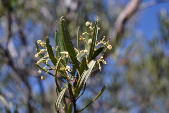 Image of Baja birdbush