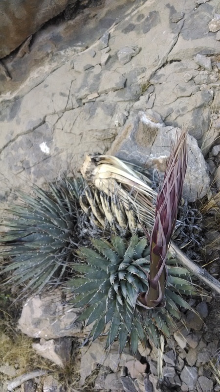 Image of Nevada agave