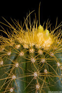 Coleocephalocereus aureus F. Ritter的圖片