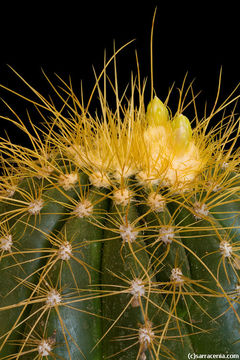 Image of Coleocephalocereus aureus F. Ritter