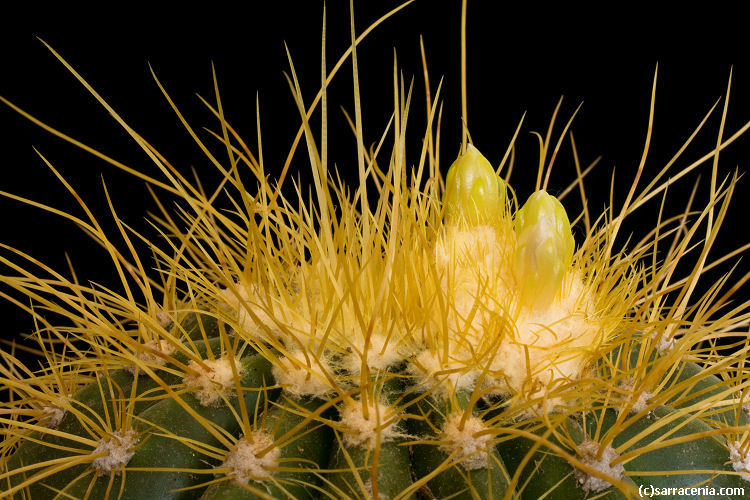 Coleocephalocereus aureus F. Ritter的圖片