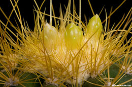 Coleocephalocereus aureus F. Ritter的圖片