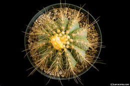 Coleocephalocereus aureus F. Ritter的圖片