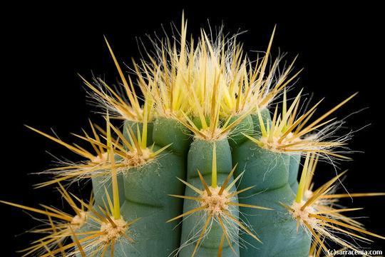 Image of Pilosocereus pachycladus F. Ritter