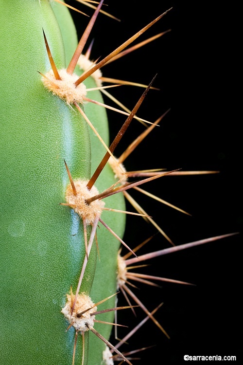 Image of Neoraimondia herzogiana (Backeb.) Buxb. & Krainz
