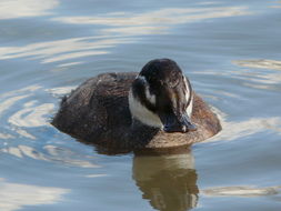 Image of White-headed Duck