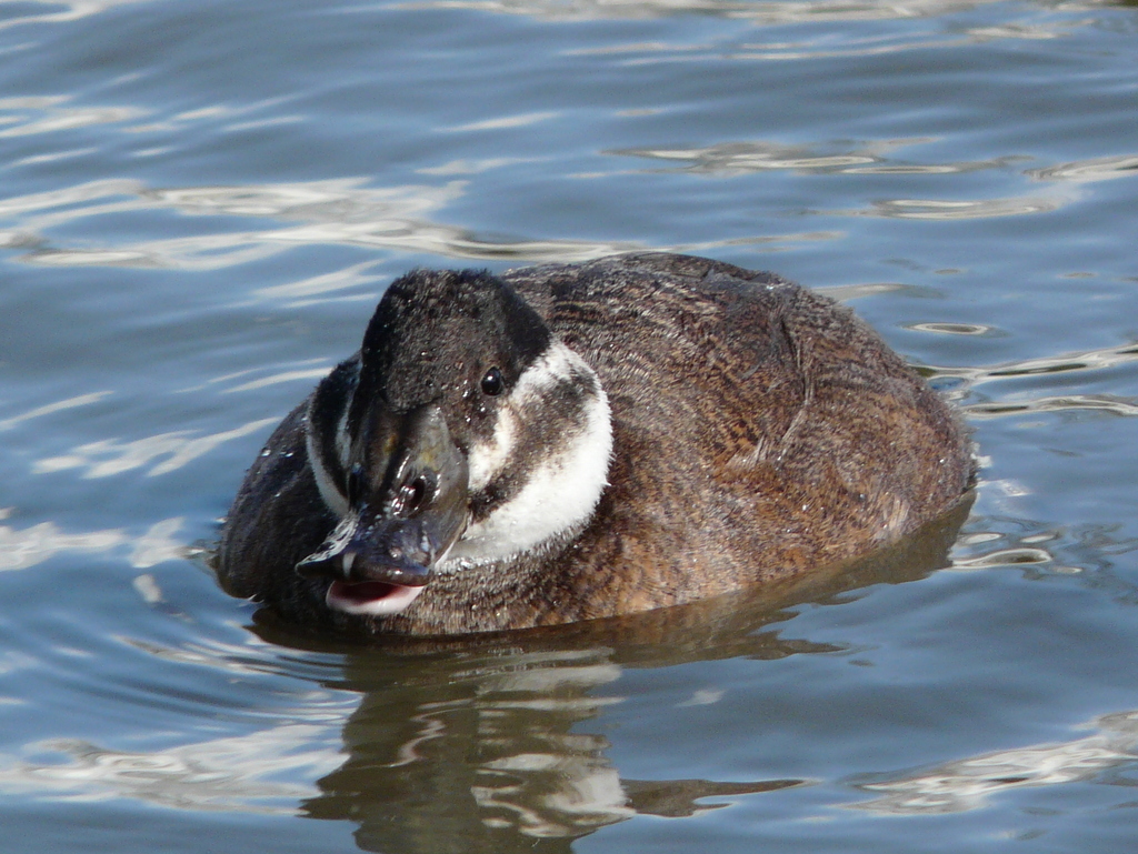 Image of White-headed Duck