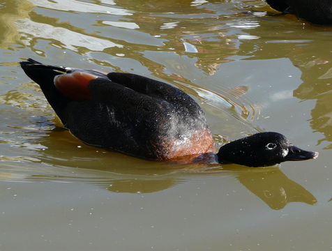 Image of Australian Shelduck