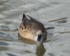 Image of crested duck