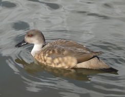 Image of crested duck