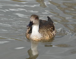 Image of crested duck