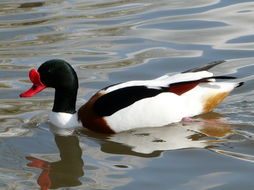 Image of shelduck, common shelduck