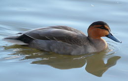 Image of Philippine Duck