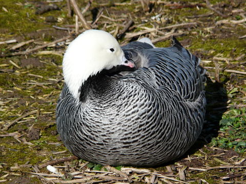 Image of Emperor Goose