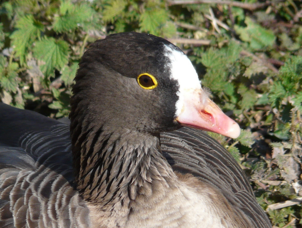 Image of Lesser White-fronted Goose