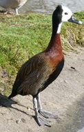 Image of White-faced Whistling Duck