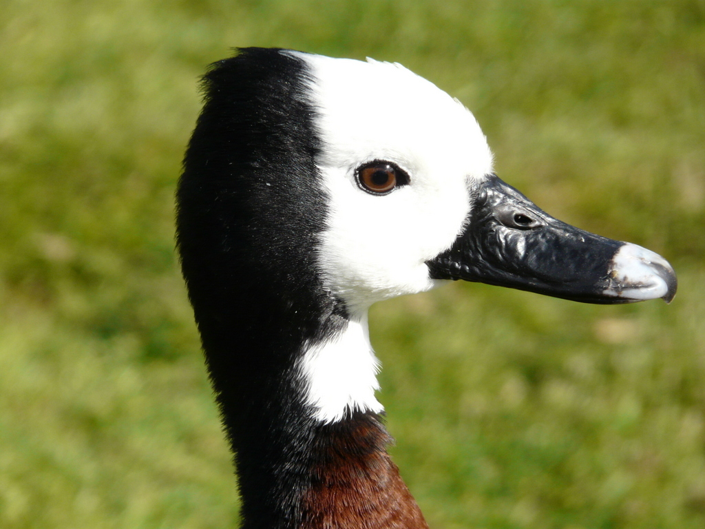 Image of White-faced Whistling Duck