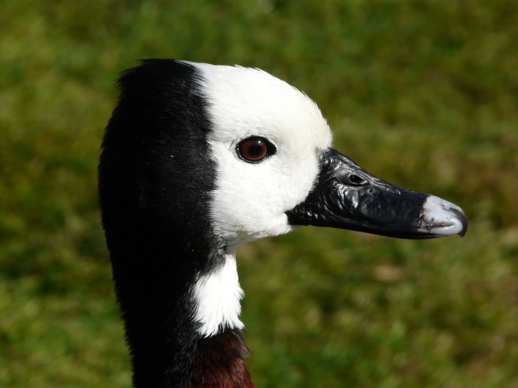 Image of White-faced Whistling Duck