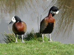 Image of White-faced Whistling Duck