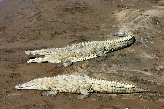 Imagem de Crocodylus acutus (Cuvier 1807)