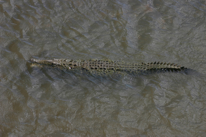 Image of American Crocodile