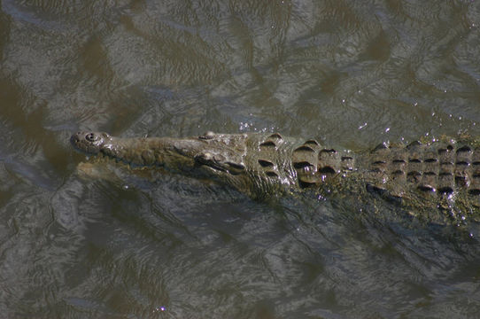 Imagem de Crocodylus acutus (Cuvier 1807)