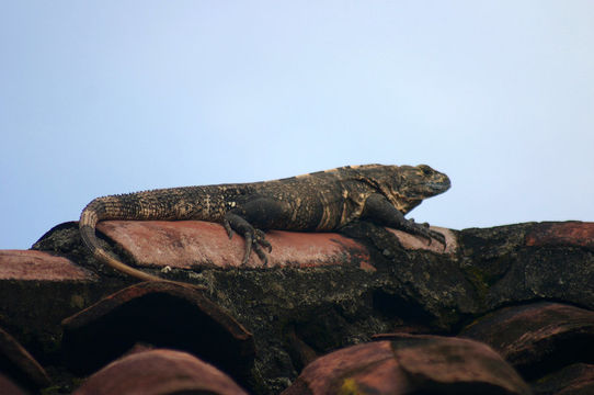 Image of Black Iguana