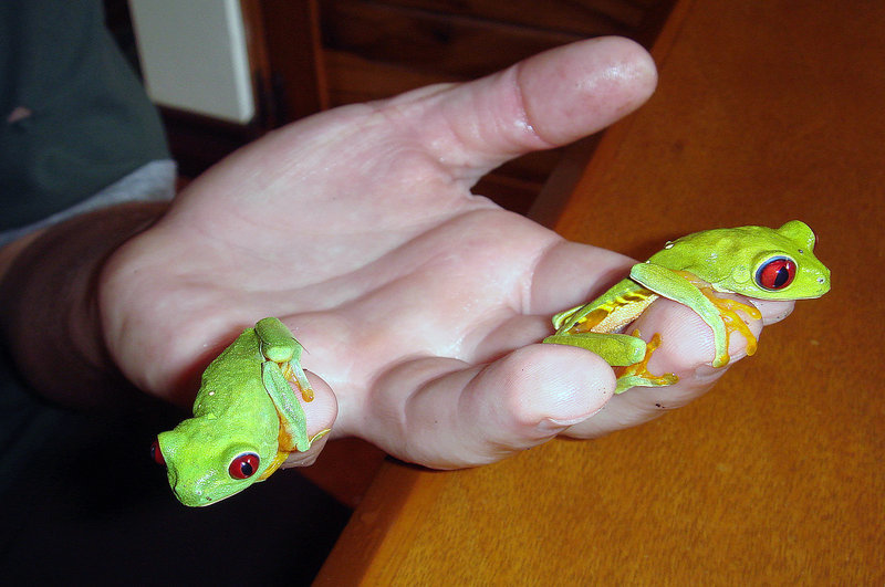 Image of Red-eyed Leaf frog