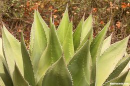 Image de Agave shawii Engelm.